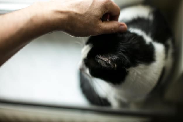 A person using a specialized pet hair removal tool on a car seat, demonstrating how to effectively remove pet hair during car interior detailing. Captures the essence of DIY Car Detailing: Interior Cleaning Tips for a Fresh, New Car Feel for pet owners.